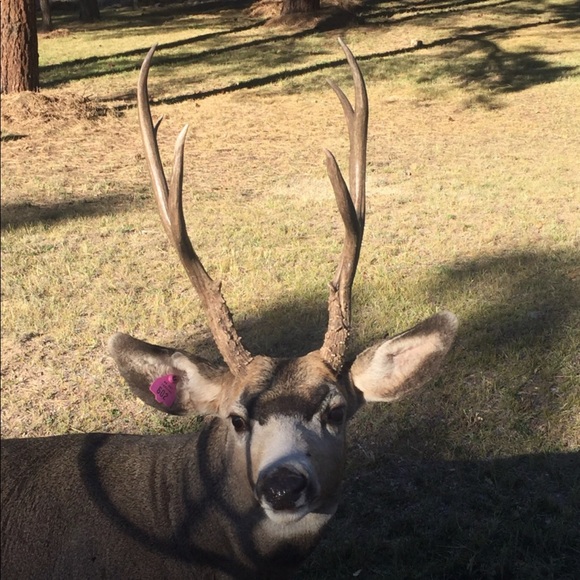 Meet your Posher, Freddy - Picture 1 of 1